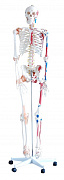 Модель скелета человека раскрашенная 