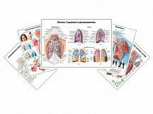 Комплект плакатов для медицинского кабинета врача пульмонолога