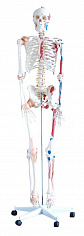 Модель скелета человека раскрашенная 